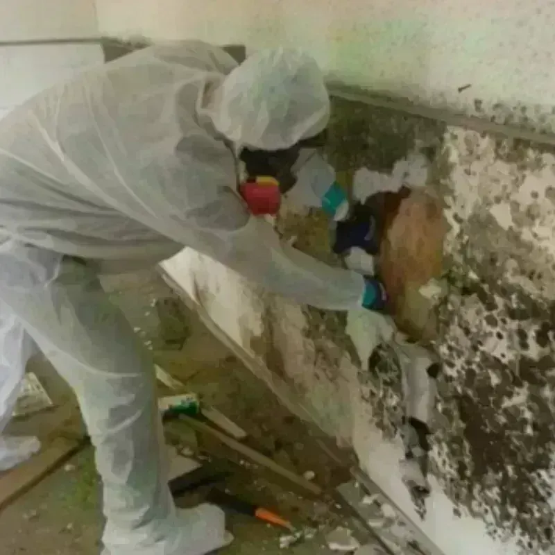 Mold Remediation and Removal in Mercer County, ND